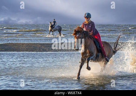 Reiterin/weibliche Reiterin auf dem Rücken der Pferde galoppieren durch Wasser auf den Strand entlang der Nordseeküste. Stockfoto