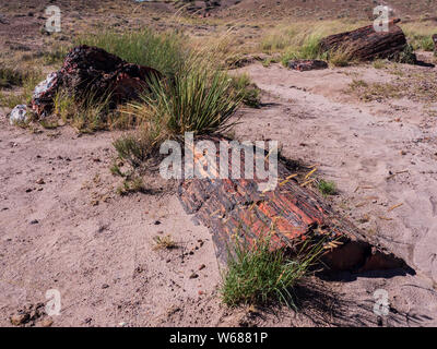 Versteinertes Holz in der Nähe der Jasper Forest übersehen, Petrified Forest National Park, Arizona. Stockfoto