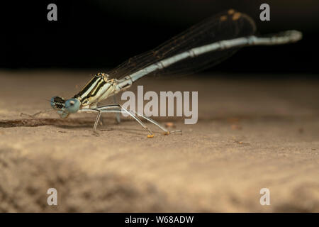 White-legged Damselfly (lat. Platycnemis pennipe), männlich, hocken auf der Holzplatte Stockfoto