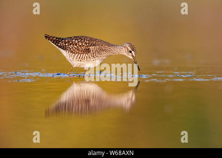 Bruchwasserläufer (Tringa glareola), Erwachsene für Lebensmittel, die in einem Teich, Kampanien, Italien suchen Stockfoto