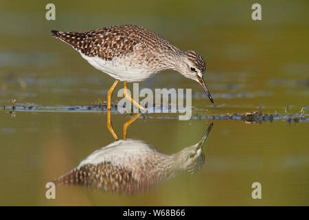 Bruchwasserläufer (Tringa glareola), Erwachsener für Insekten auf der Wasseroberfläche, Kampanien, Italien Stockfoto