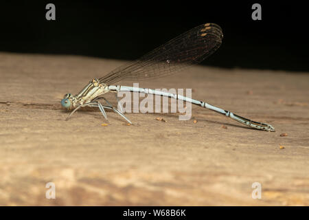 White-legged Damselfly (lat. Platycnemis pennipe), männlich, hocken auf der Holzplatte Stockfoto