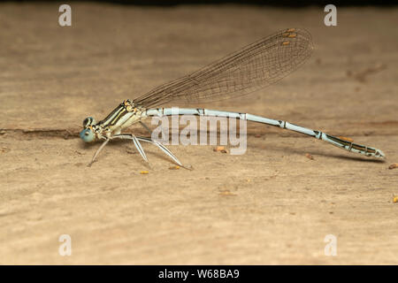White-legged Damselfly (lat. Platycnemis pennipe), männlich, hocken auf der Holzplatte Stockfoto