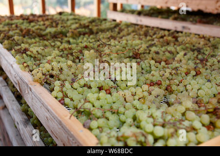 Das Trocknen von Trauben für die Herstellung von Vino Santo, berühmte italienische Dessert Wein Stockfoto