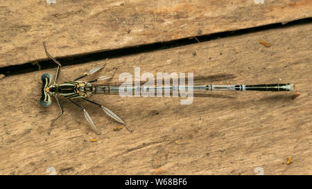 White-legged Damselfly (lat. Platycnemis pennipe), männlich, hocken auf der Holzplatte Stockfoto