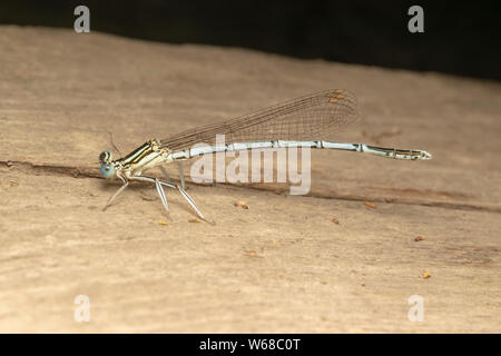 White-legged Damselfly (lat. Platycnemis pennipe), männlich, hocken auf der Holzplatte Stockfoto