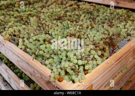 Das Trocknen von Trauben für die Herstellung von Vino Santo, italienische Dessert Wein Stockfoto