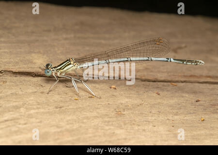 White-legged Damselfly (lat. Platycnemis pennipe), männlich, hocken auf der Holzplatte Stockfoto