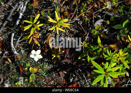 Alaska - die mikroskopische Welt der Tundra. Makro Bild mit dem komplizierten natürlichen Texturen und Farben der Kleine Pflanze Leben, das überlebt man von Th Stockfoto