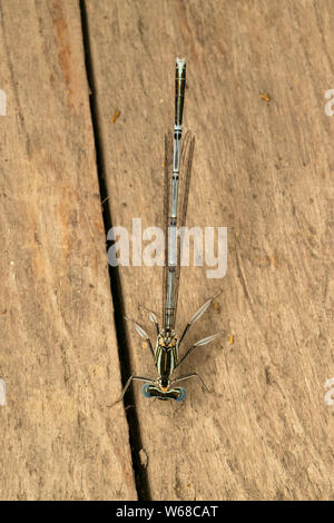 White-legged Damselfly (lat. Platycnemis pennipe), männlich, hocken auf der Holzplatte Stockfoto