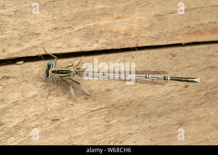 White-legged Damselfly (lat. Platycnemis pennipe), männlich, hocken auf der Holzplatte Stockfoto