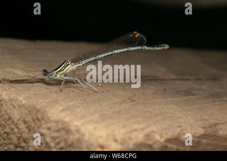 White-legged Damselfly (lat. Platycnemis pennipe), männlich, hocken auf der Holzplatte Stockfoto
