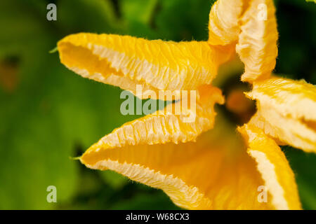 Orange Blume des Kürbis auf Hintergrund grün Blatt wächst im Jahr Garten Stockfoto