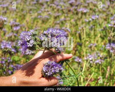 Weibliche arm mit Blüte von phacelia Blumen in der Hand. Feld und lila Sonnenuntergang Himmel Hintergrund Stockfoto