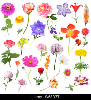 Mix wunderschöne Blumen auf weißem Hintergrund Stockfoto