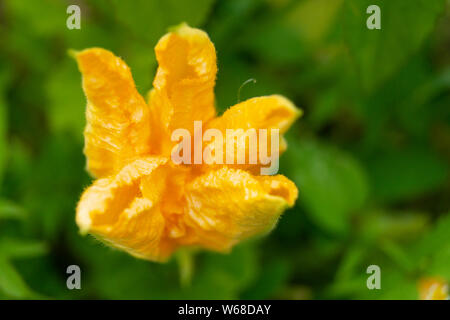 Orange Blume des Kürbis auf Hintergrund grün Blatt wächst im Jahr Garten Stockfoto