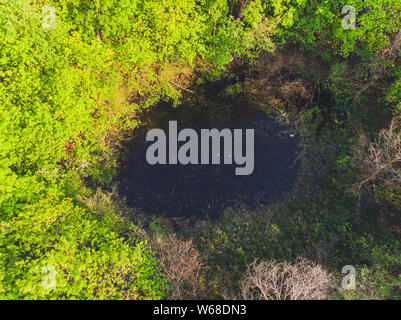 Luftaufnahme des Sees im Wald. Luftaufnahmen von grünen Bäumen. Natur. Landschaft. Reisen. Stockfoto