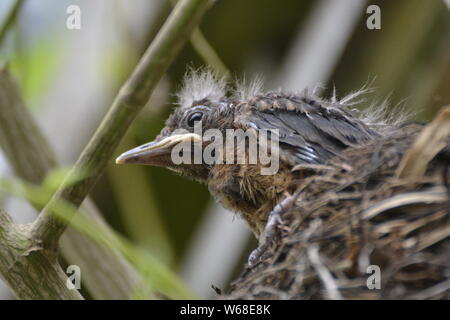 Wild baby Vogel in einem Nest Cotswold Wildlife Park in Oxfordshire, UK Stockfoto