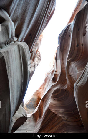 Zebra solt Canyon Utah Stockfoto