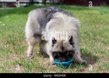 Deutscher Wolfsspitz ist Trinkwasser vom Hund Schüssel. Keeshond oder spitz. Heimtiere. Stockfoto