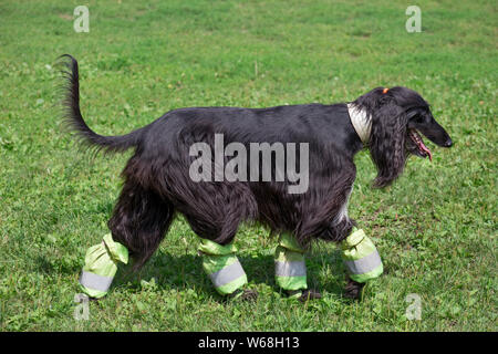 Cute Afghanischen Windhundes geht auf eine grüne Wiese. Östlichen Greyhound oder persischer Windhund. Heimtiere. Reinrassigen Hund. Stockfoto