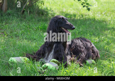 Cute Afghan hound liegt auf einer grünen Wiese. Östlichen Greyhound oder persischer Windhund. Heimtiere. Reinrassigen Hund. Stockfoto