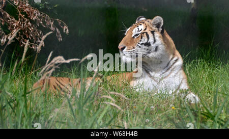 Bengal Tiger in Lincolnshire Wildlife Park, Friskney, Boston, Lincolnshire, Großbritannien Stockfoto