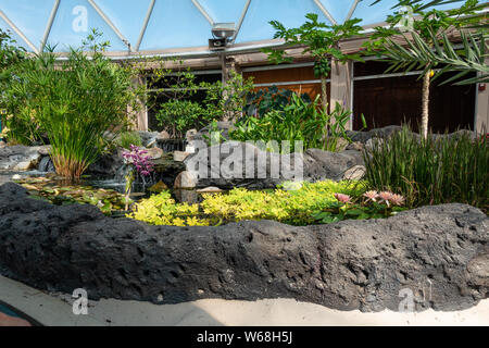 Orlando, FL/USA -7/31/19: Seerose Pflanzen auf Anzeige am Leben mit dem Land Bootsfahrt von Chiquita in Disney World EPCOT gefördert. Stockfoto