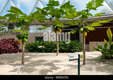 Orlando, FL/USA -7/31/19: Papaya Pflanzen auf Anzeige am Leben mit dem Land fahrt von Chiquita in Disney World EPCOT, welche Besucher erzieht gefördert. Stockfoto