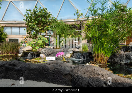 Orlando, FL/USA -7/31/19: Seerose Pflanzen auf Anzeige am Leben mit dem Land Bootsfahrt von Chiquita im Disney World EPCOT gefördert. Stockfoto