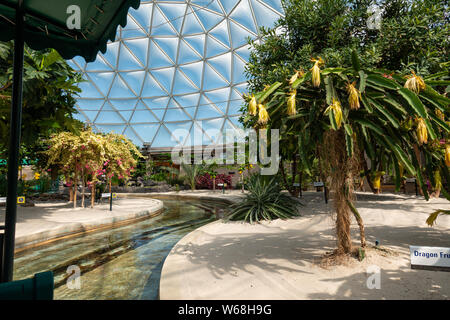 Orlando, FL/USA -7/31/19: Pflanzen auf Anzeige am Leben mit dem Land fahrt von Chiquita im Disney World EPCOT gefördert. Stockfoto