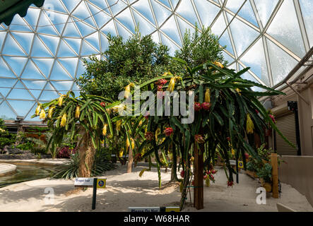 Orlando, FL/USA -7/31/19: Dragon Obst Pflanze am Leben mit dem Land fahrt von Chiquita im Disney World EPCOT gefördert. Stockfoto