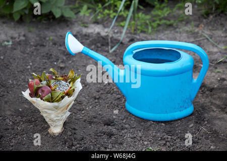 Blumenstrauß aus faulen Früchte und verwelkte Blumen im Boden als Symbol für einen Versuch, die menschliche Beziehungen wiederaufzunehmen gepflanzt Stockfoto