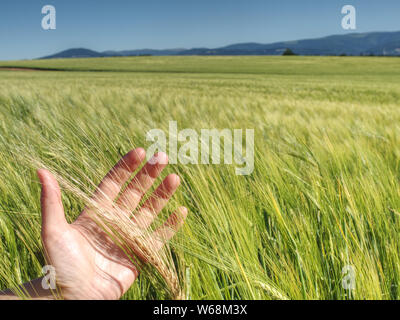 Landwirt überprüft, mit seiner Hand die ährchen unreifen Weizen vor der Verarbeitung mit Herbiziden und Düngemitteln für eine große Ernte Stockfoto