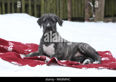 Irish Wolfhound Welpen liegen auf roter Decke im Winter Stockfoto