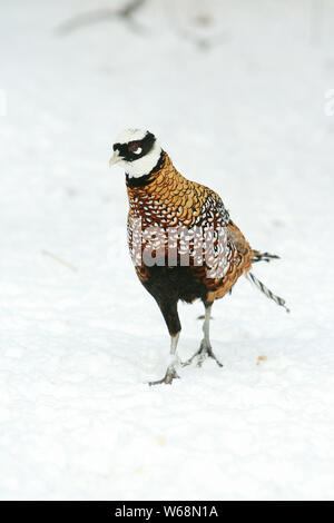 Schön Ringneck Pheasant Wandern auf dem Schnee im Winter Stockfoto