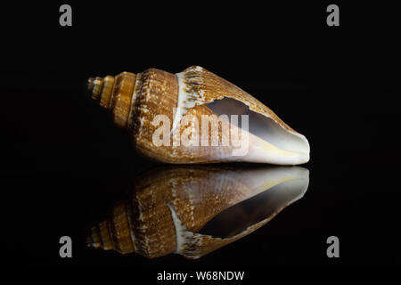 Ein ganzes Ocker Muschel Muschel auf schwarz Glas isoliert Stockfoto