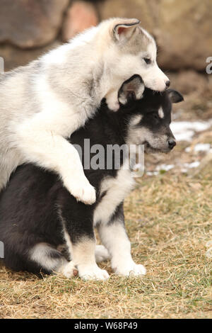 Alaskan Malamute Welpen spielen vor etwas Schnee im Garten Stockfoto