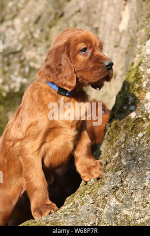 Irish Red Setter Welpen sitzen in der Natur Stockfoto