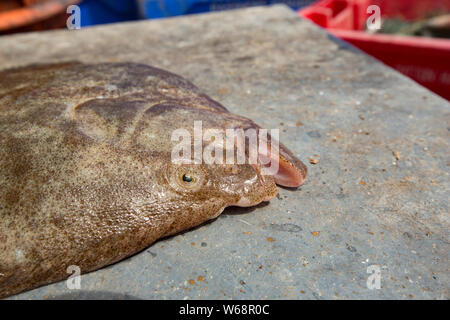 Ein Steinbutt, Scophthalmus maximus, an Deck eines Fischereifahrzeugs im Englischen Kanal. Steinbutt haben hervorragende Tarnung sich beide f zu verschleiern. Stockfoto