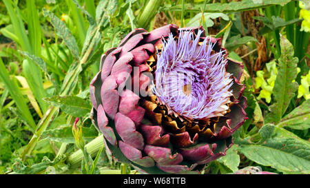 Nahaufnahme eines großen Artischocken in einem Gemüsegarten, mit lila Blüten, grüne Laub. Stockfoto