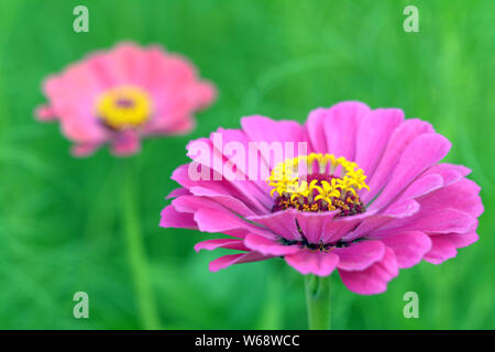 Ein paar zinnia Blume im Garten (flacher Tiefe des Feldes) Stockfoto