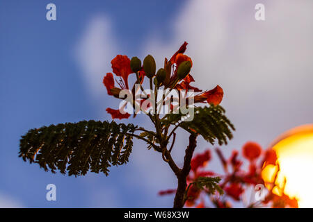 In der Nähe von schönen roten Sommer Blumen auf einem Sonnenuntergang Himmel Hintergrund. Stockfoto