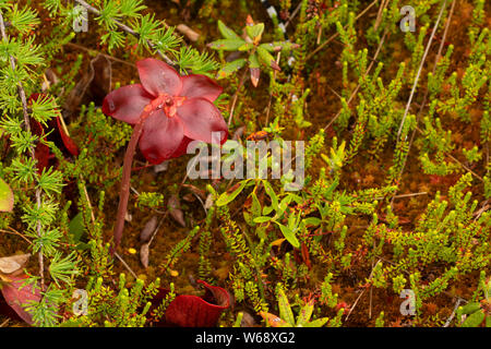 Lila Kannenpflanze (Sarracenia purpurea), Salmonier Natur Provincial Park, Neufundland und Labrador, Kanada Stockfoto