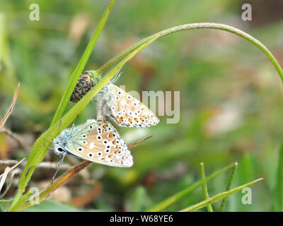 Adonis blau (Polyommatus bellargus) Schmetterlinge Verpaarung. Stockfoto