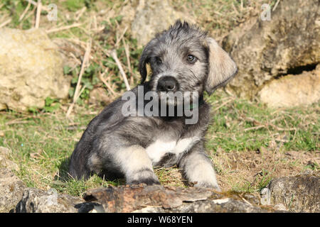 Adorable jungen Irischen Wolfshund Welpen in der Natur Stockfoto