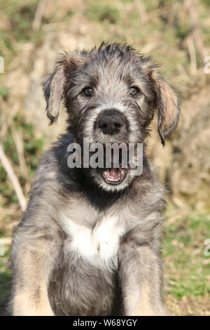 Irish Wolfhound Welpen in der Natur liegend Stockfoto