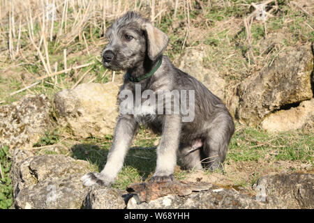 Adorable jungen Irischen Wolfshund Welpen in der Natur Stockfoto