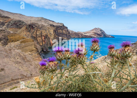 Lila blühende Distel in der felsigen Küste in Madeira, Portugal, Europa Stockfoto