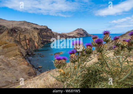Lila blühende Distel in der felsigen Küste in Madeira, Portugal, Europa Stockfoto